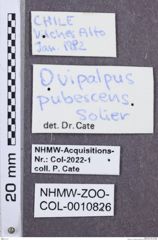 Etikette zu Ovipalpus pubescens (NHMW-ZOO-COL-0010826)